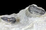 Two Detailed Gerastos Trilobite Fossil - Morocco #134099-2